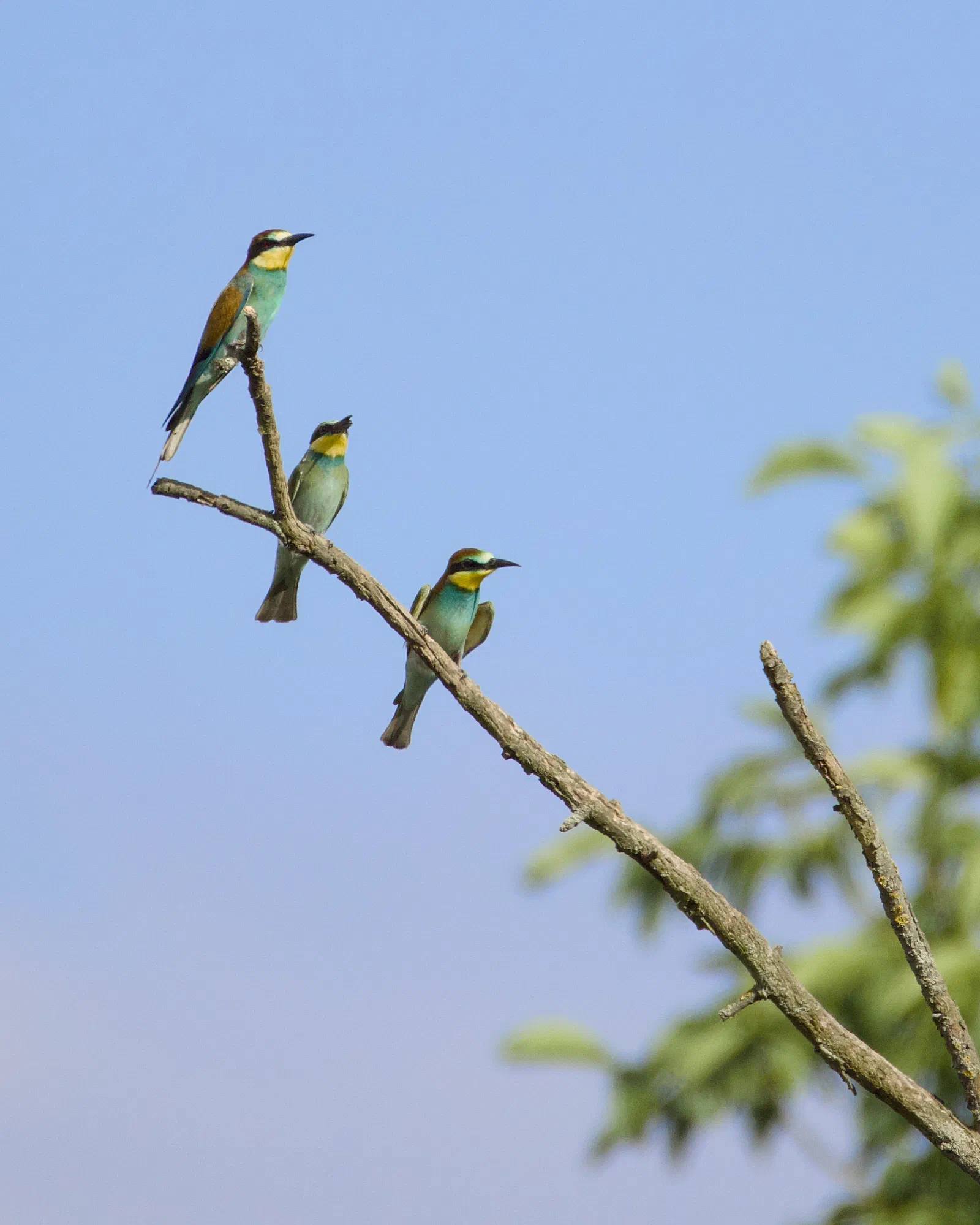 Three European bee-eaters on a bare branch