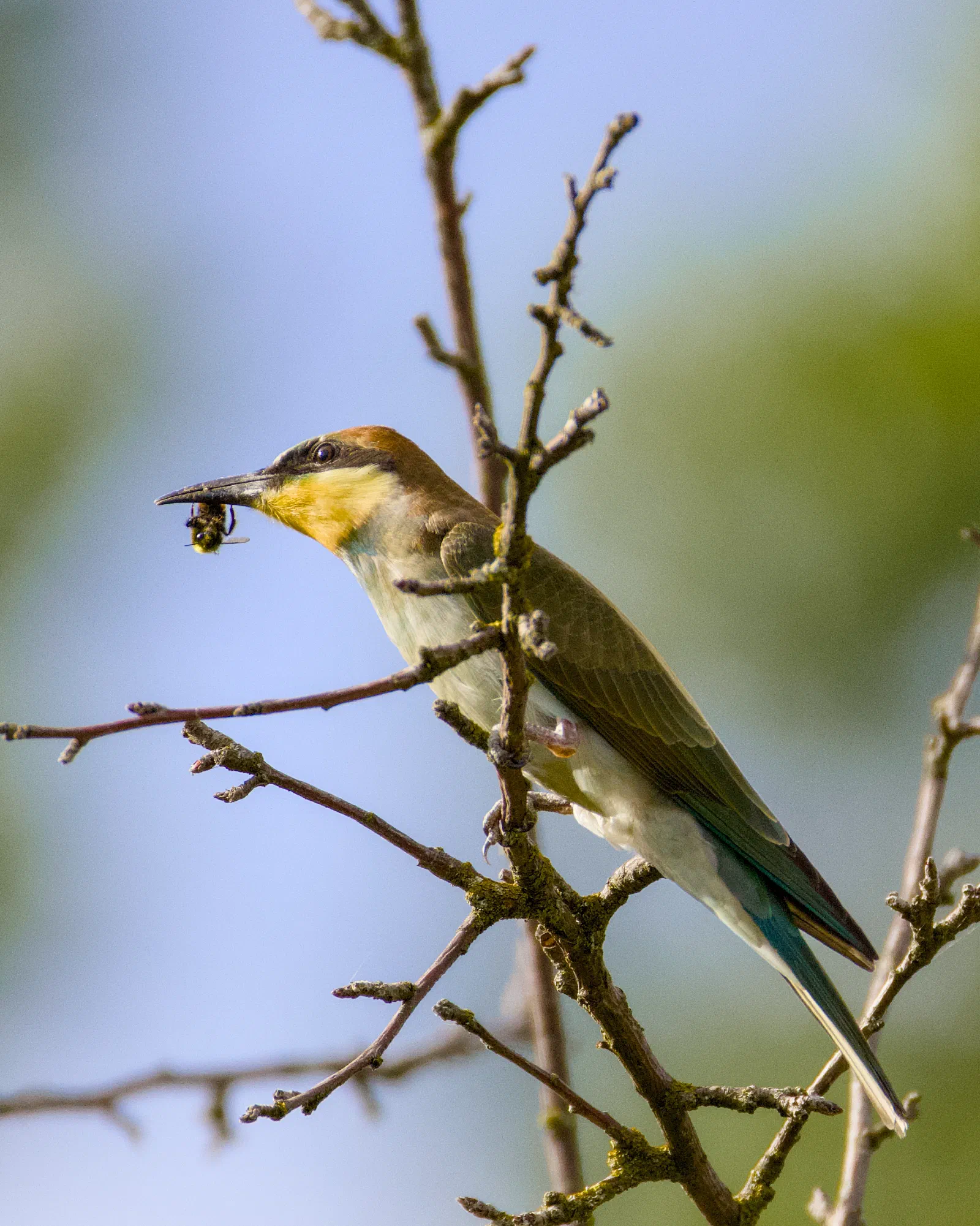 European bee-eater with a bumblebee in its beak
