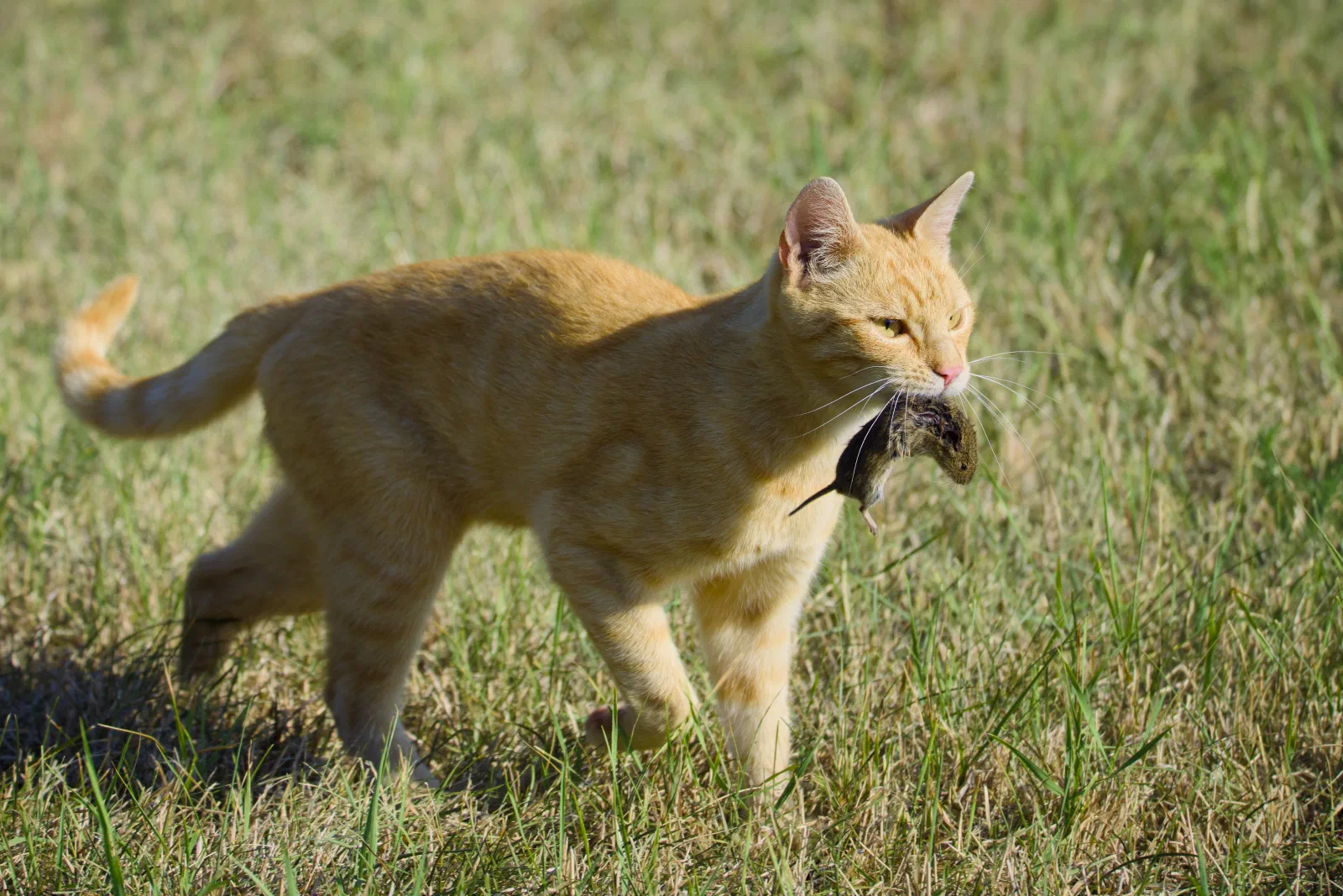 Ginger cat carrying a mouse across the lawn