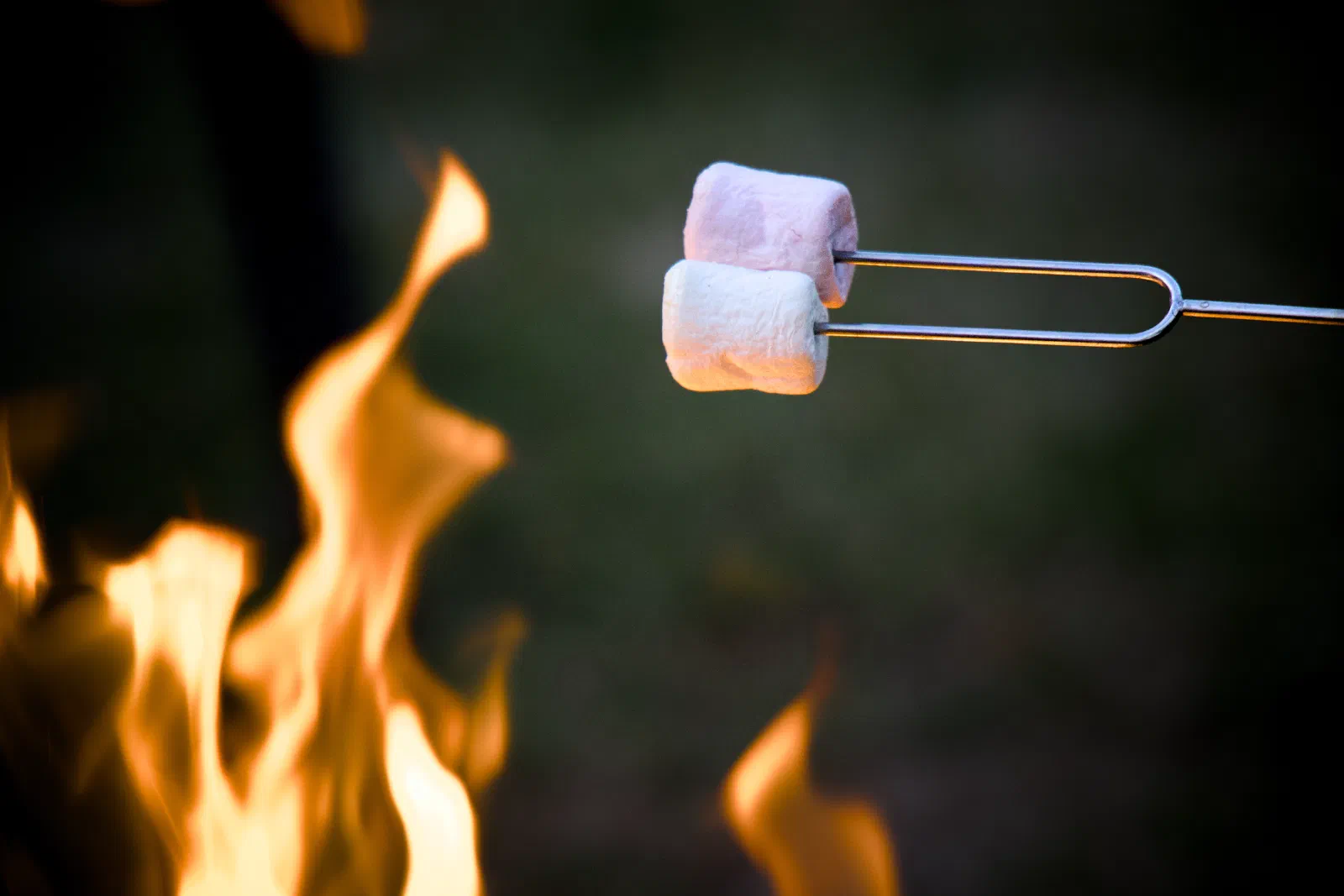 Two marshmallows on a fork over a campfire
