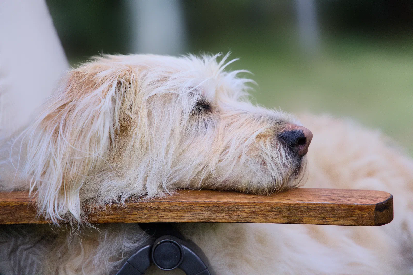Aika resting her head on a wooden armrest