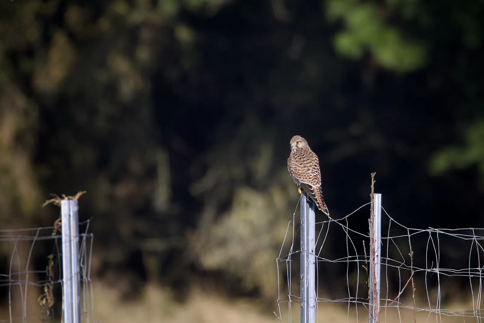 Common kestrel perched on a metal fence post