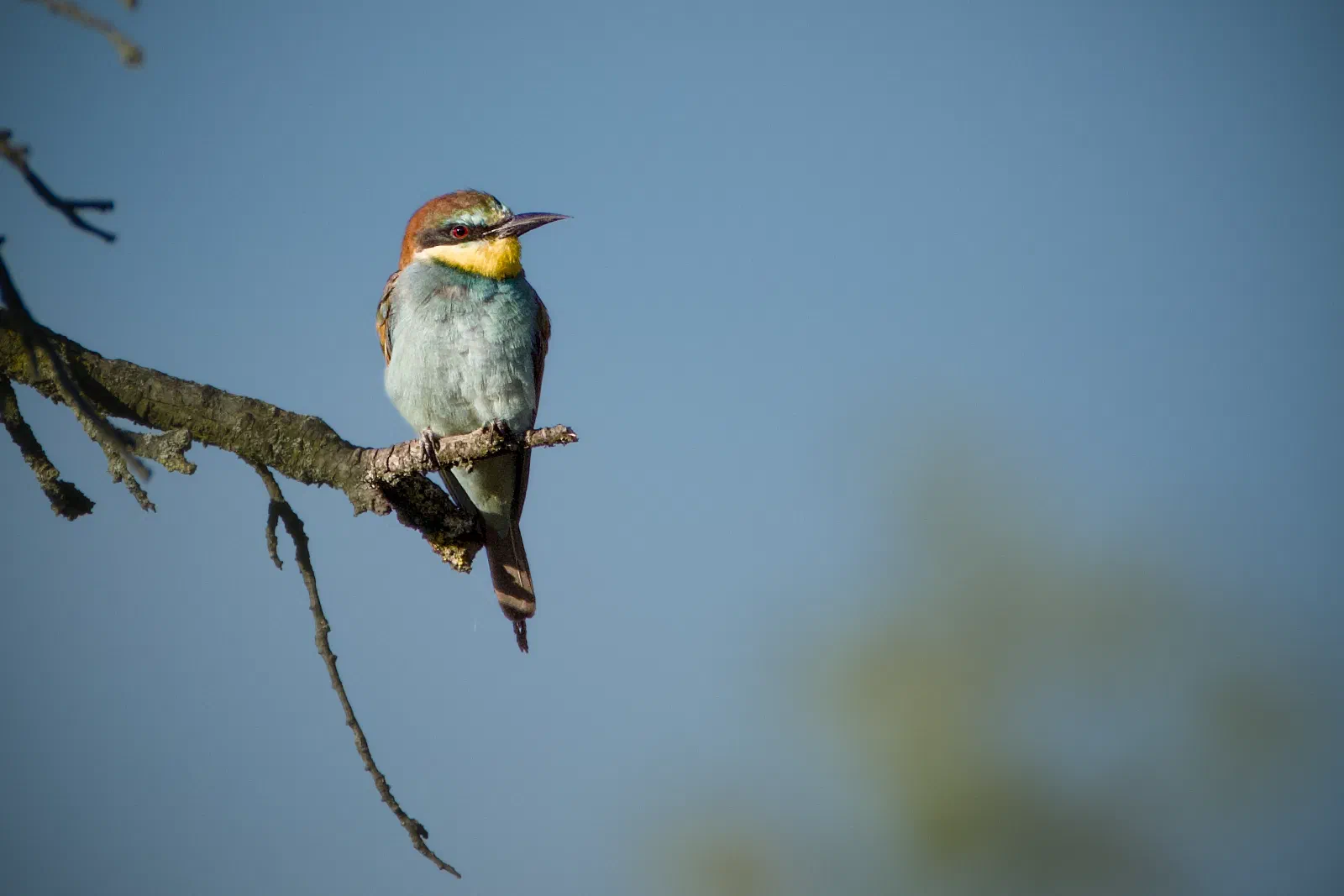 European bee-eater perched on a bare branch
