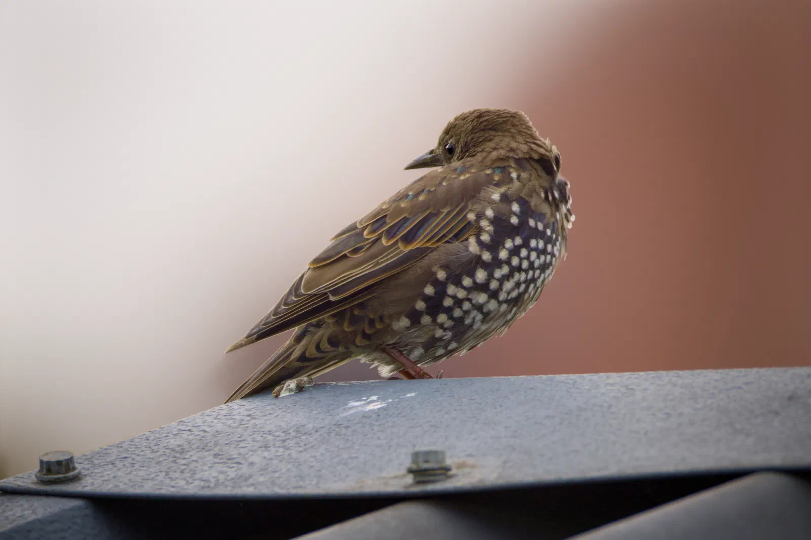 Juvenile starling in spotted first-winter plumage on a metal roof
