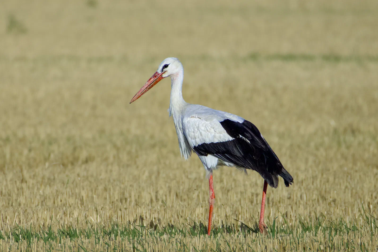 White stork on a stubble field