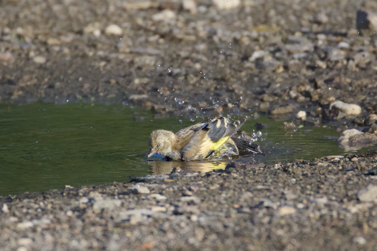 Juvenile European goldfinch bathing in a puddle