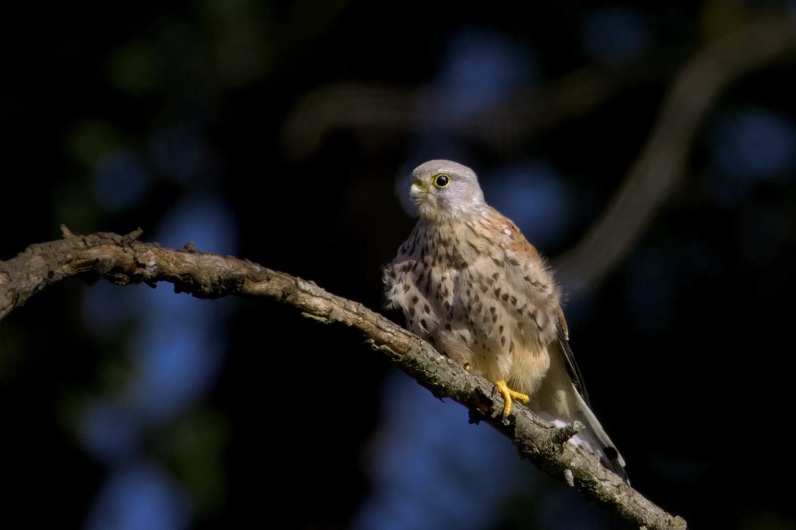 Male common kestrel perched on a branch