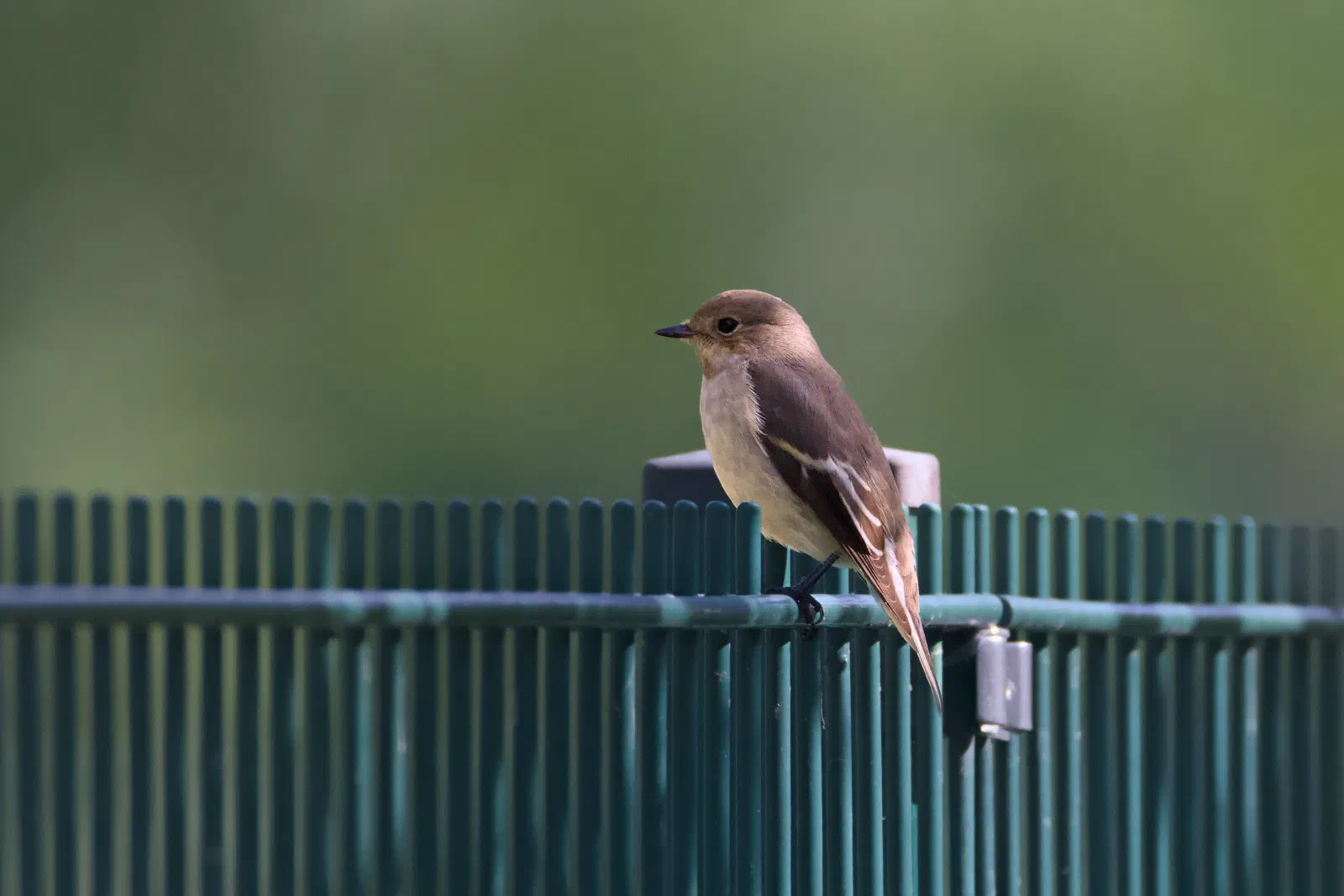 Pied flycatcher perched on a green fence