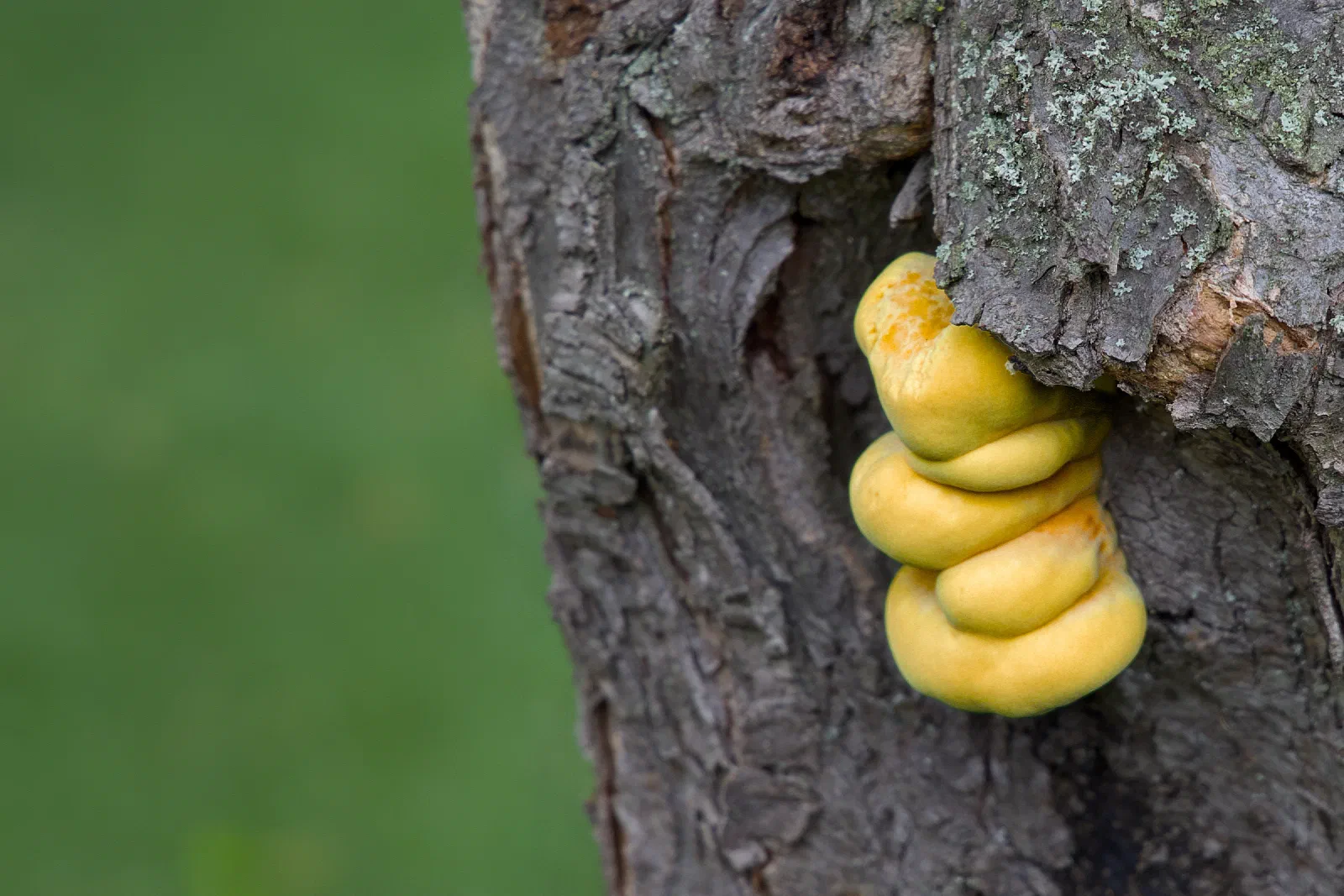 Young sulphur polypore growing out of a crack in the bark