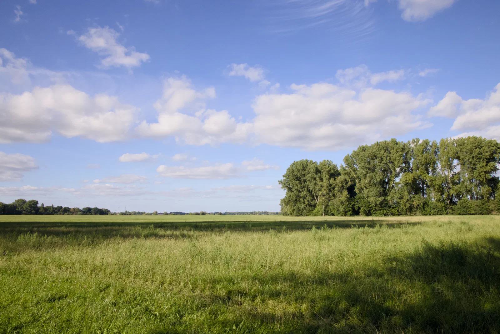 Green meadow with a group of tall poplars under a blue summer sky