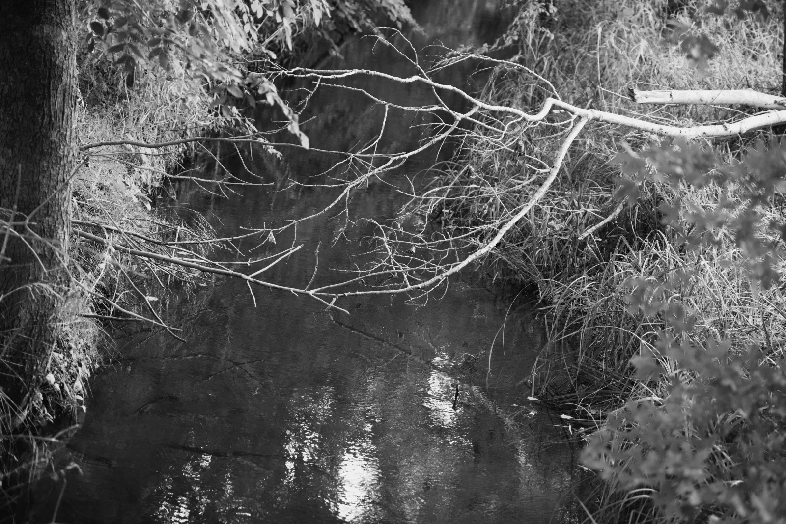 Black and white photo of a bare branch hanging over a small creek