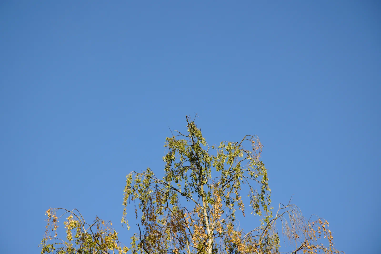 Top of a birch tree with yellowing leaves against a deep blue sky