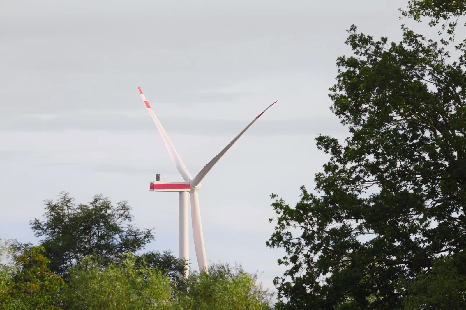 Wind turbine behind trees