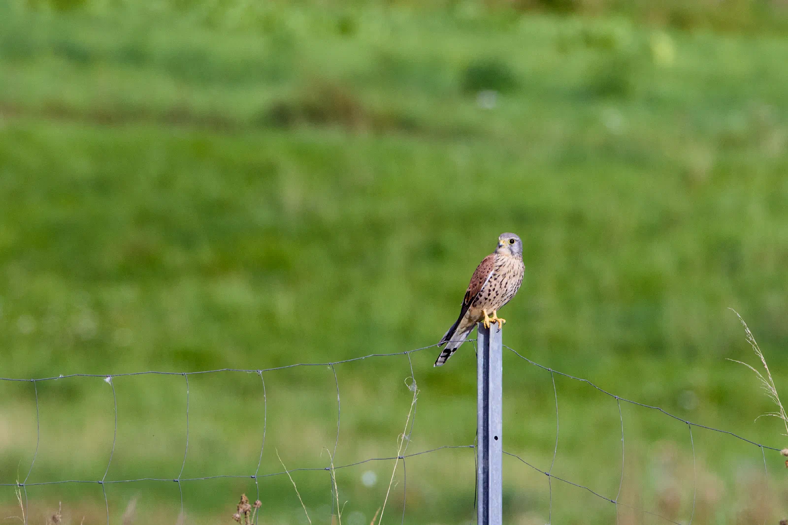 Kestrel perched on a fence post
