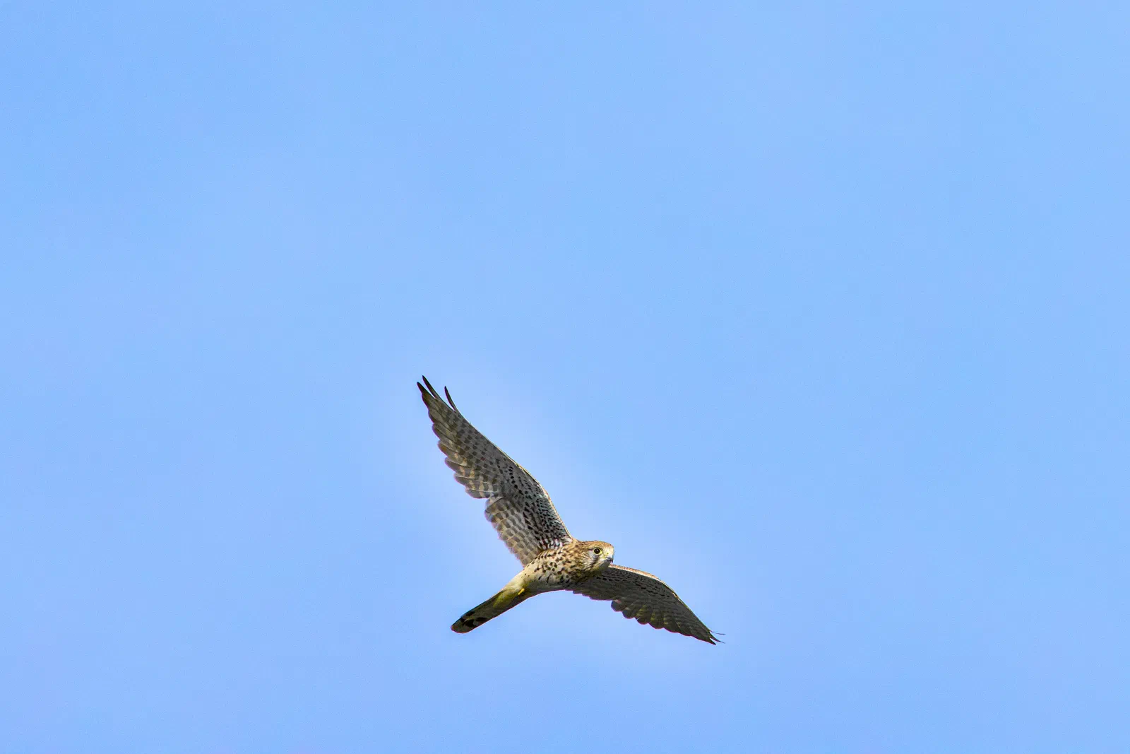 Kestrel in flight against a blue sky