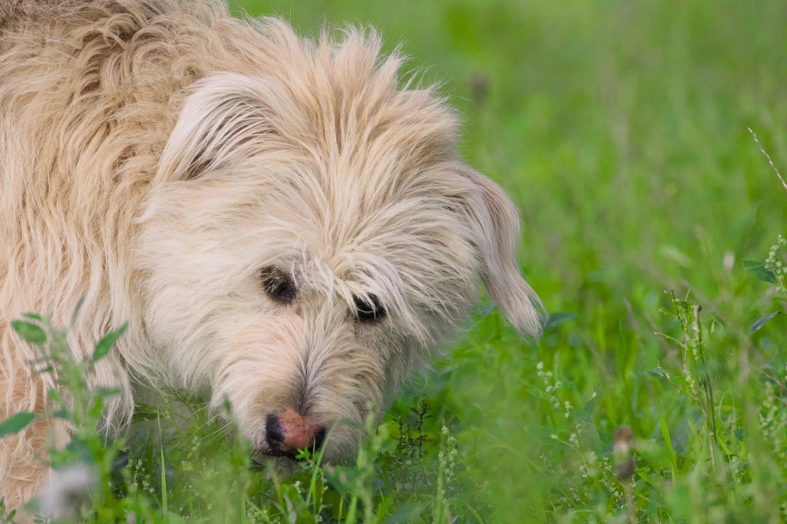 Aika sniffing in the grass