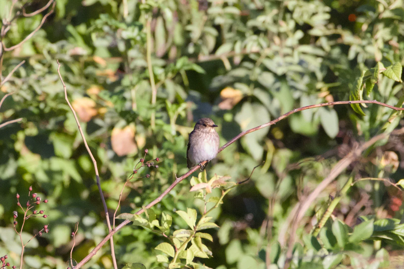 Spotted flycatcher perched on a branch