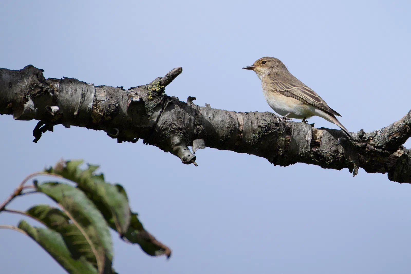 Spotted flycatcher perched on a branch