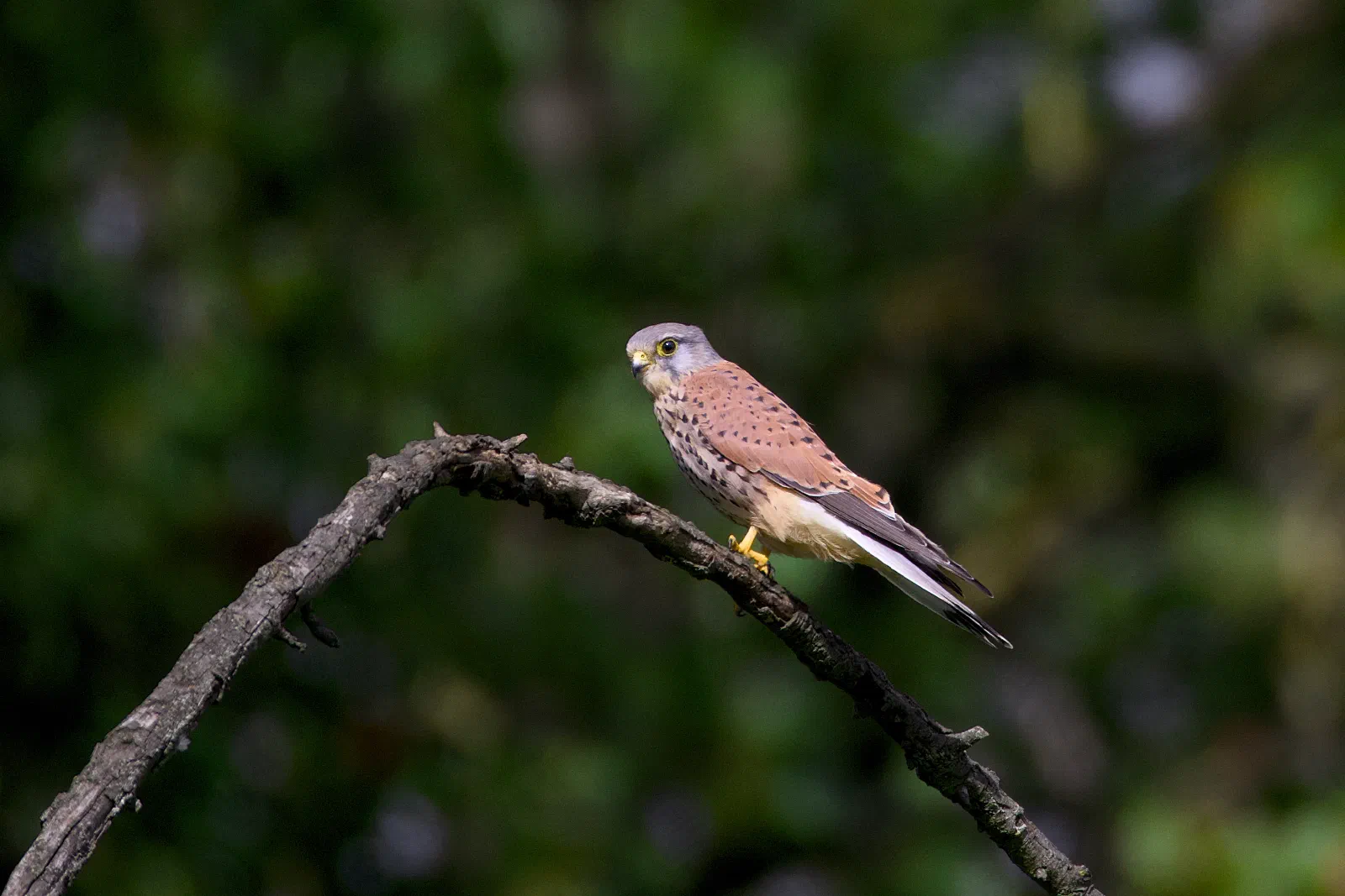 Male kestrel perched on a bare branch