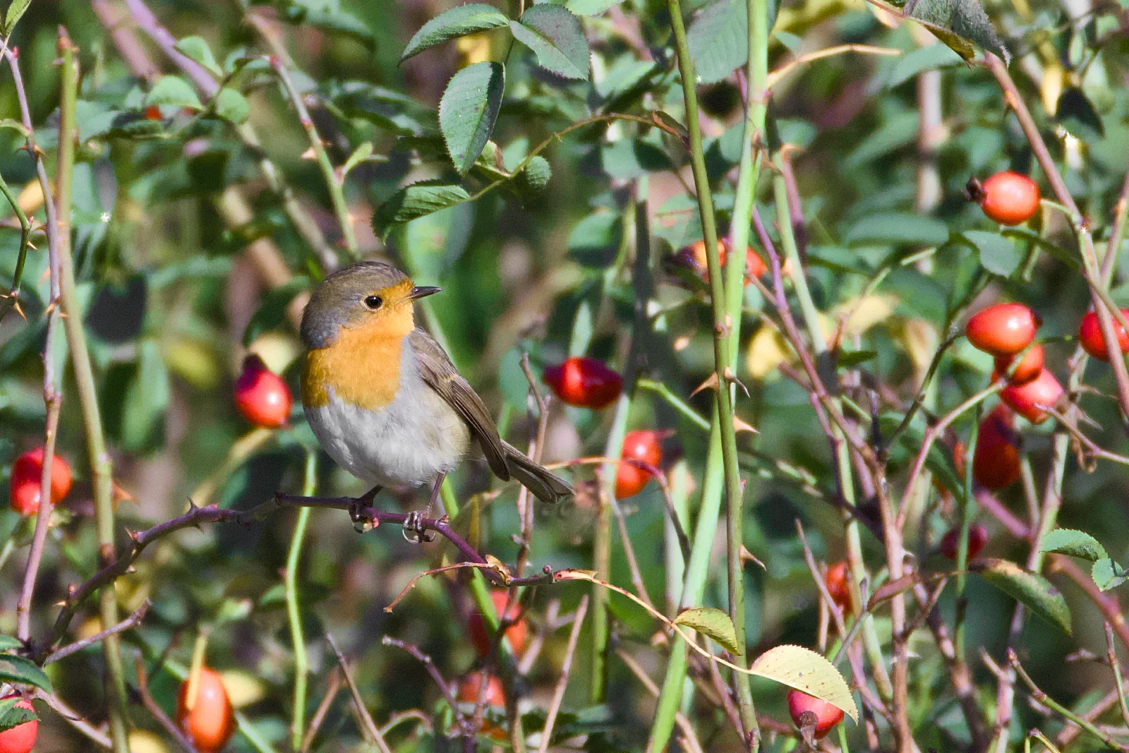 Robin on a branch between rose hips