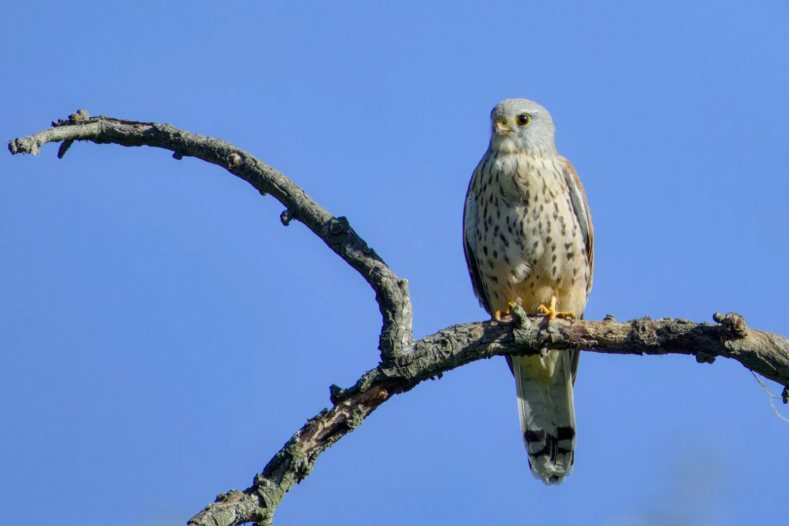 Male kestrel on a bare branch
