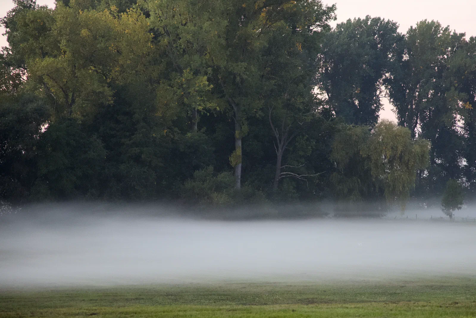 Fog over a meadow in front of trees