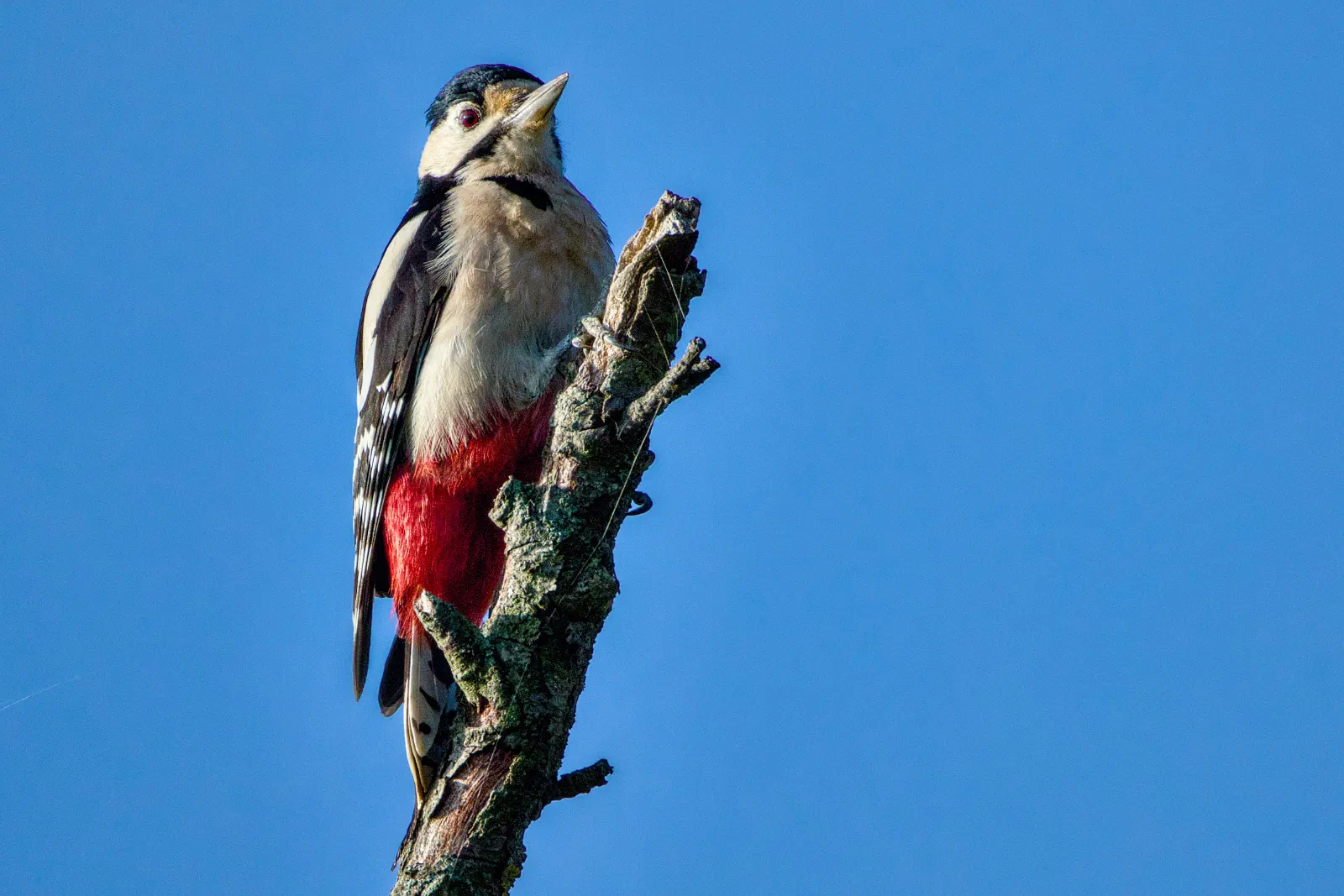 Female great spotted woodpecker on top of a dead branch