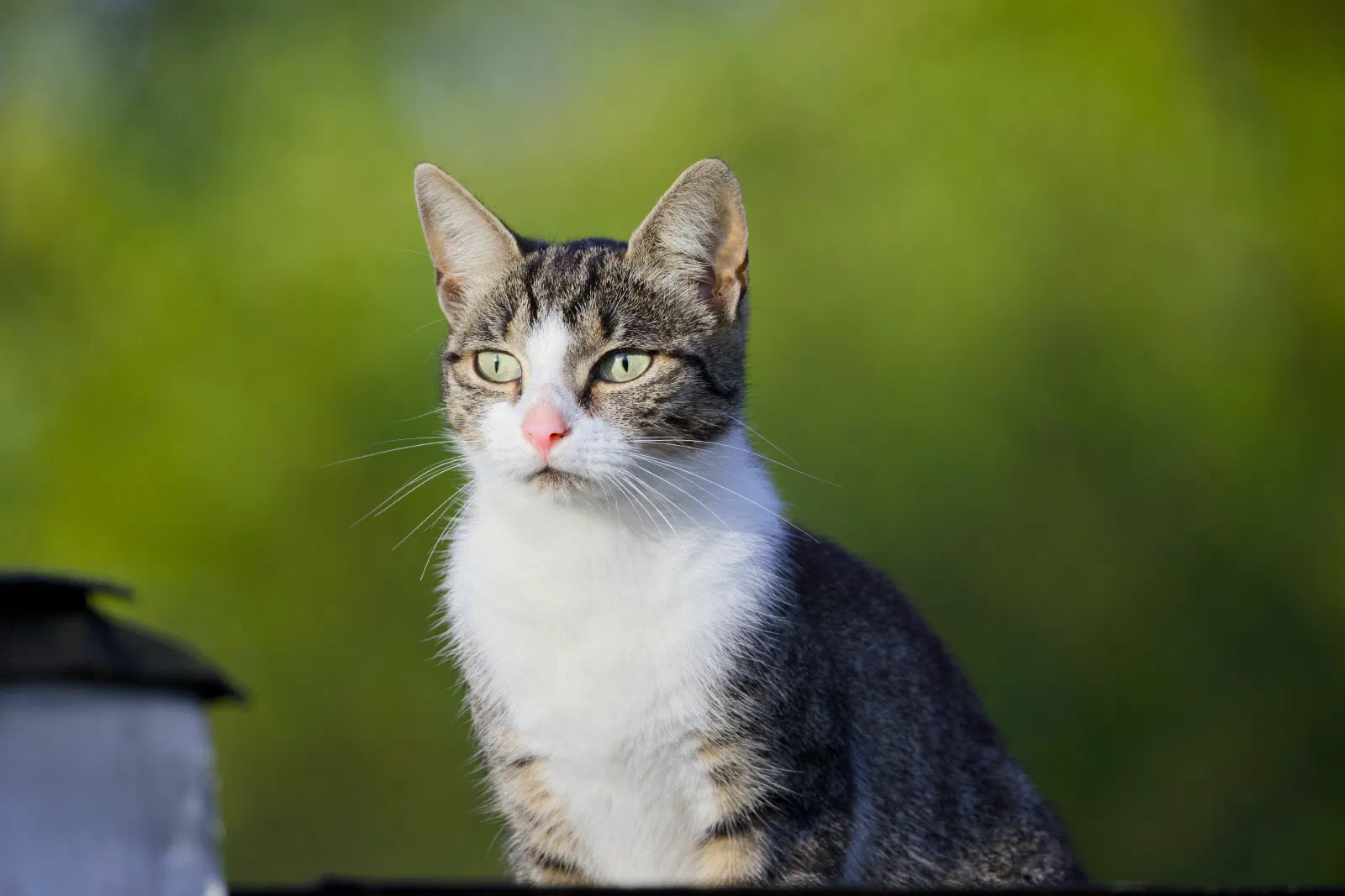 Grey tabby and white cat