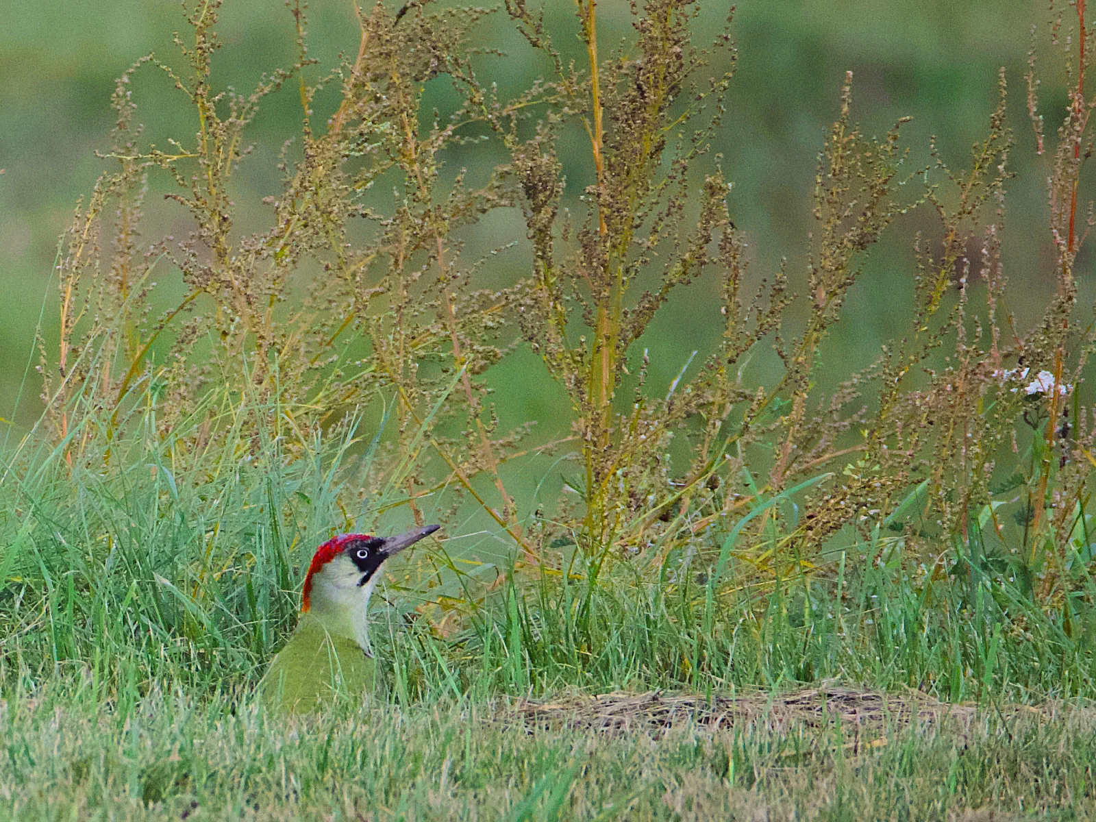 Female green woodpecker in the grass