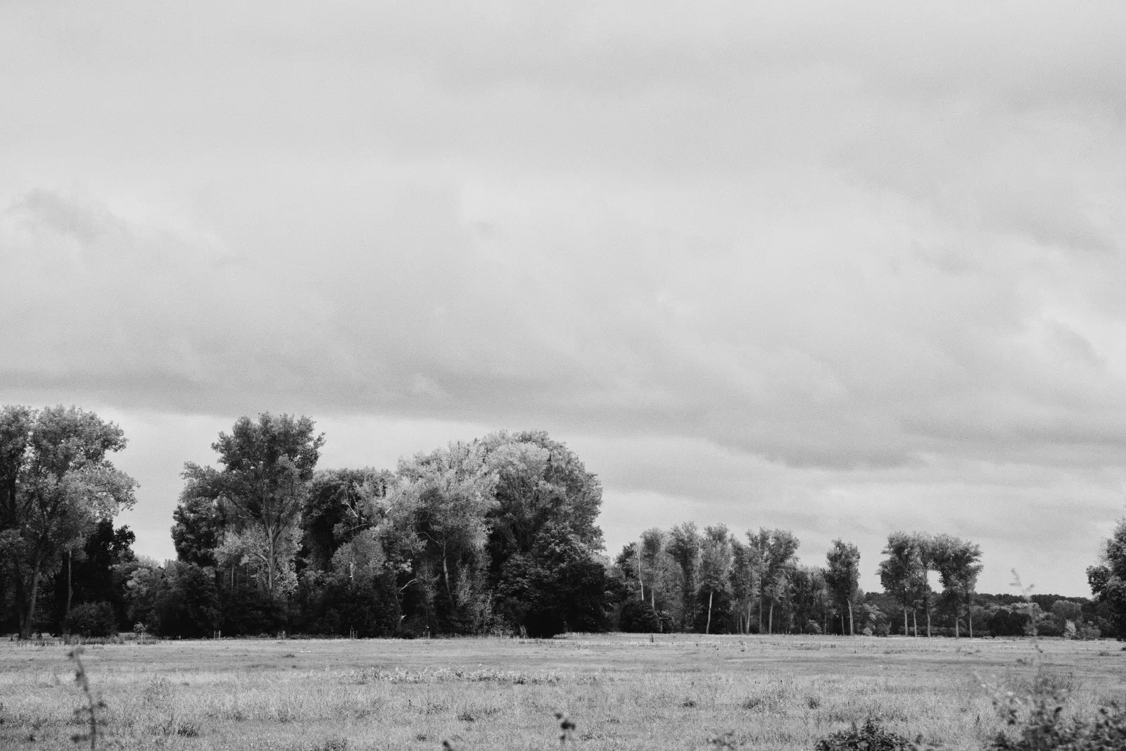 Black and white photo of a meadow and a tree line under clouds