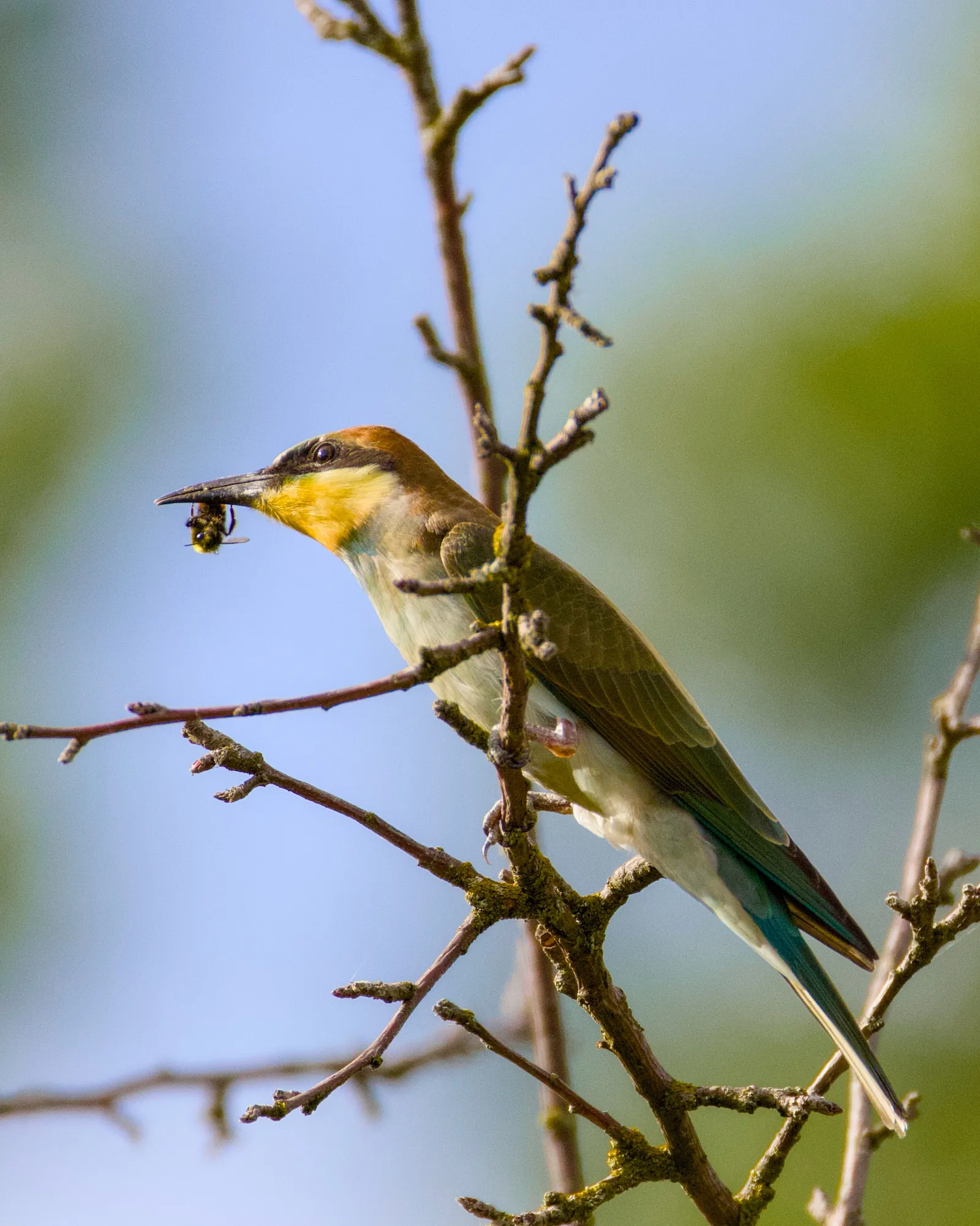 European bee-eater with a bumblebee in its beak
