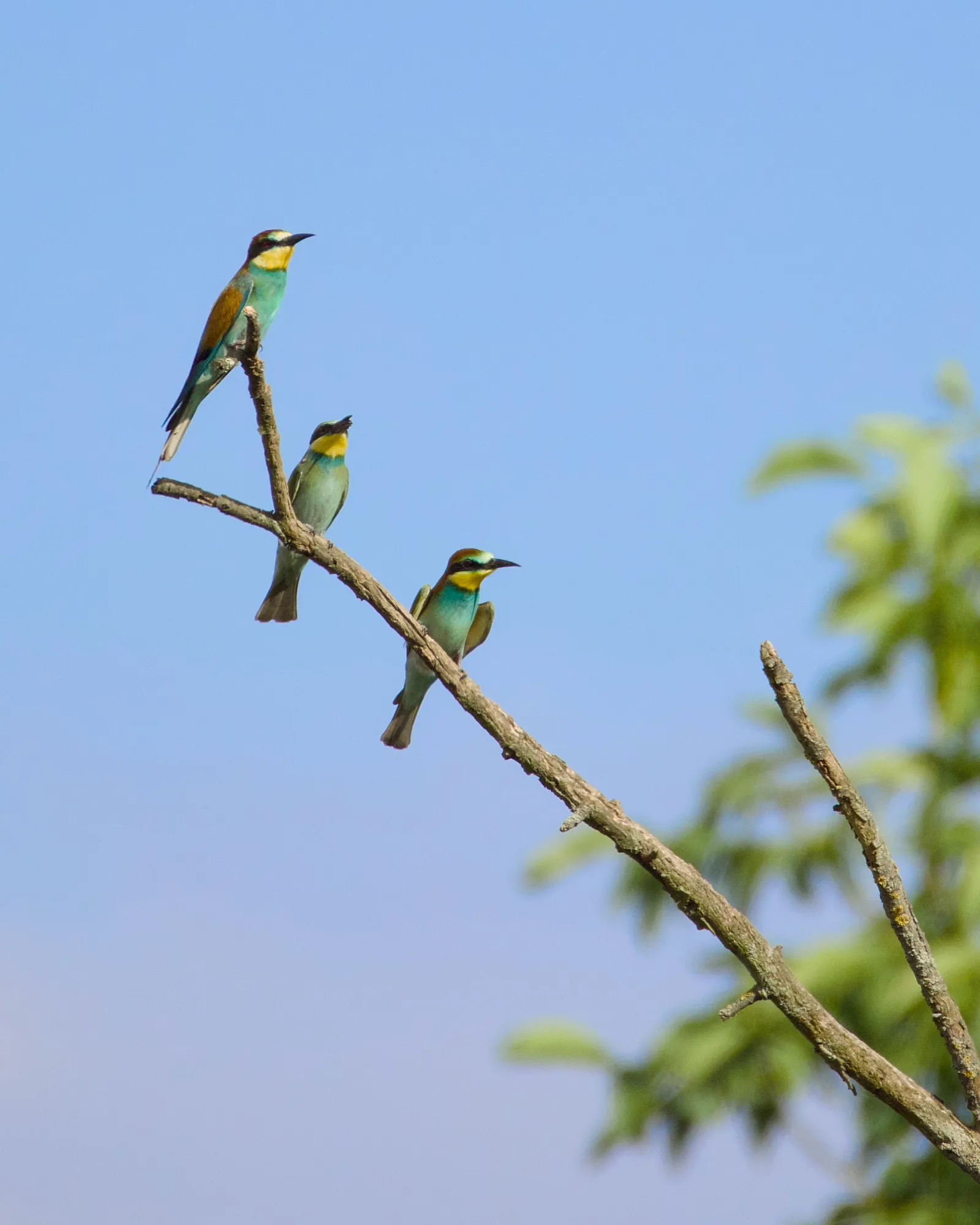 Three European bee-eaters on a bare branch