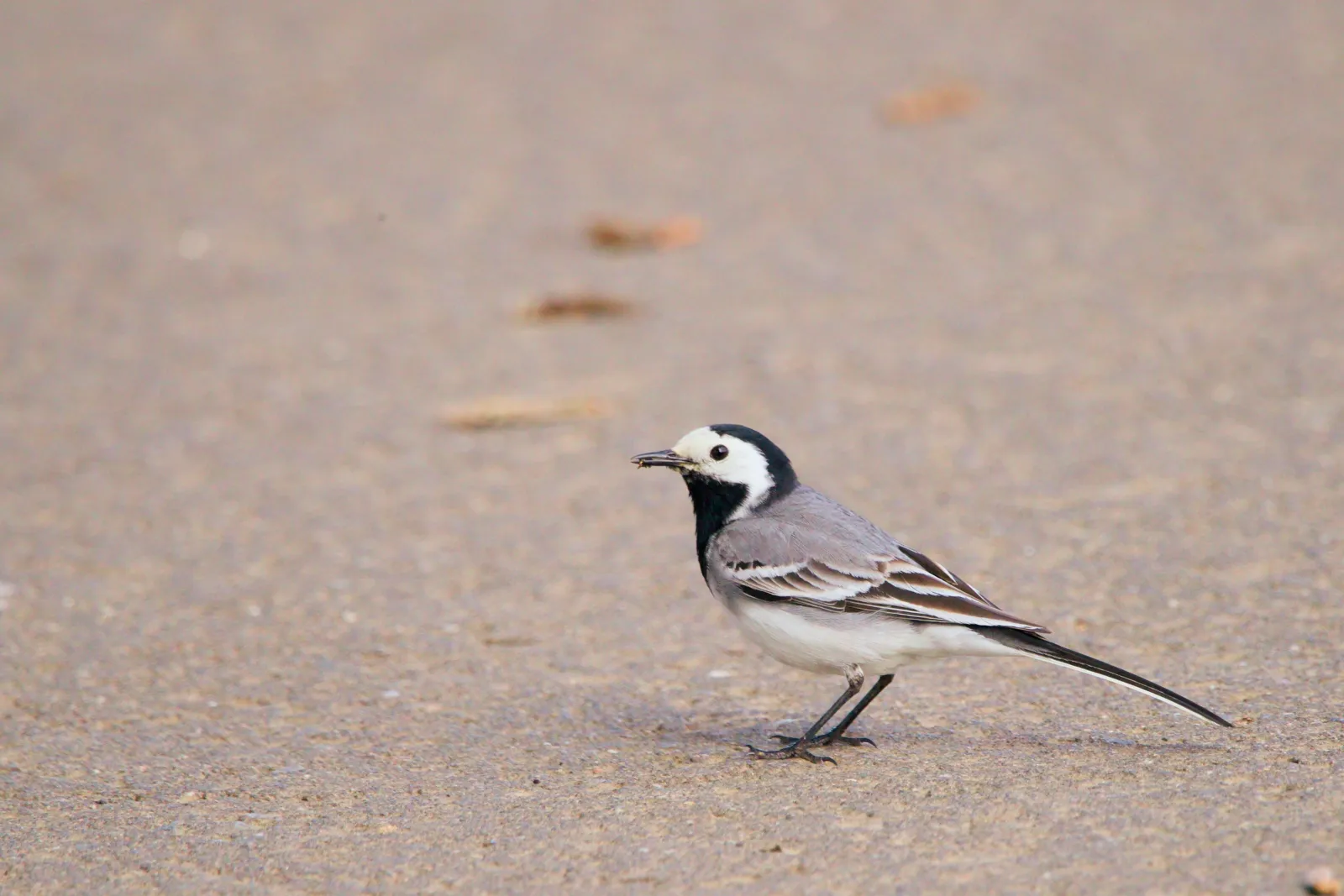 A white wagtail standing on weathered tarmac, distinct black and white head markings