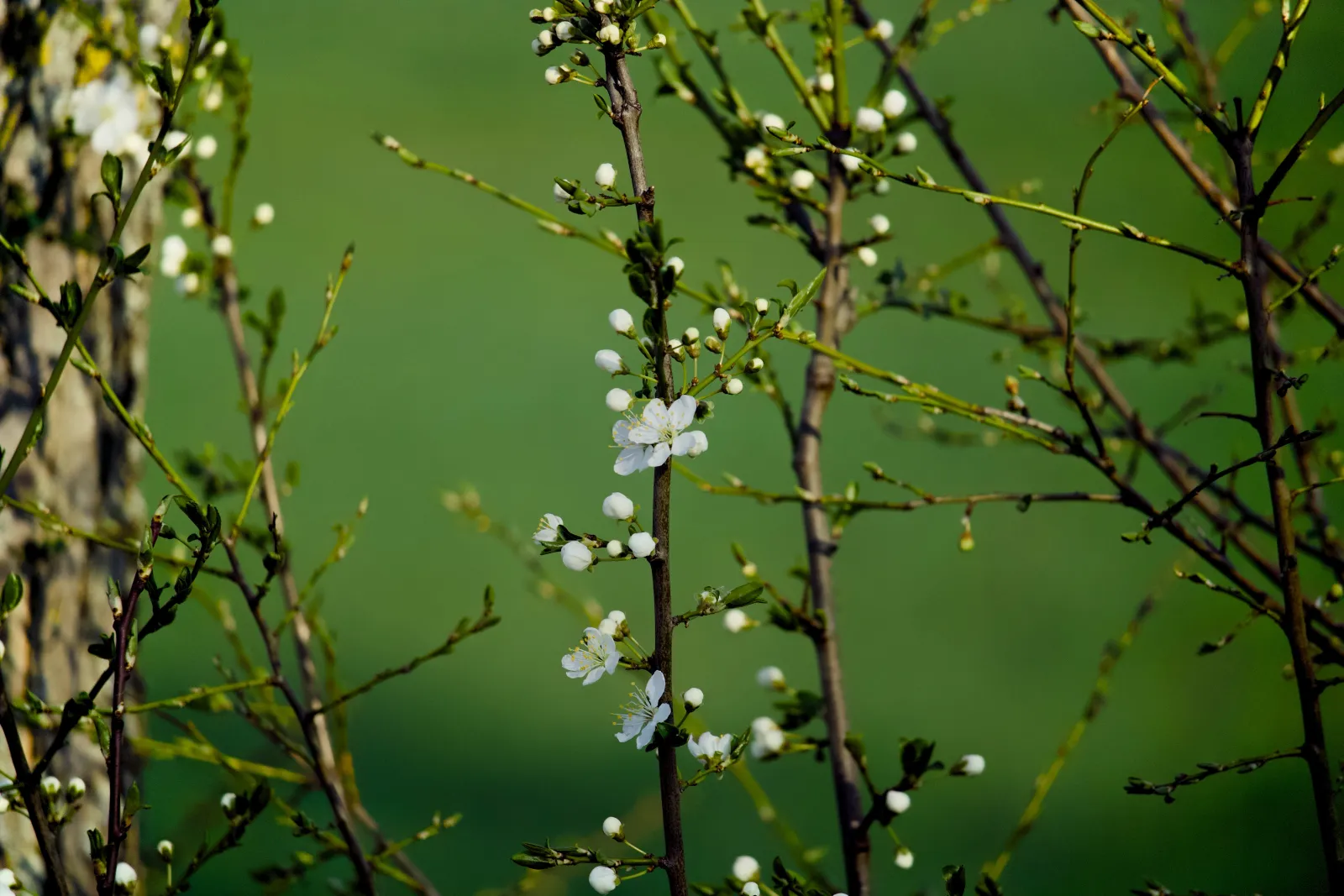White blackthorn blossoms on dark branches against a soft green background