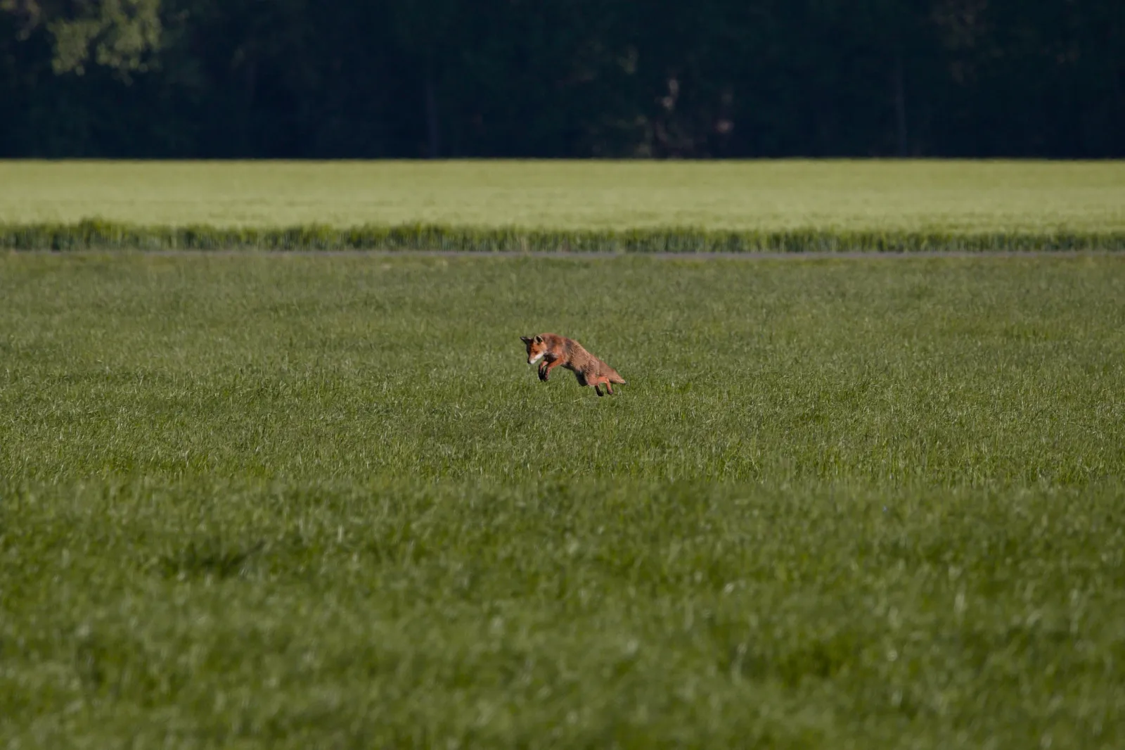A red fox mid-pounce in a green meadow