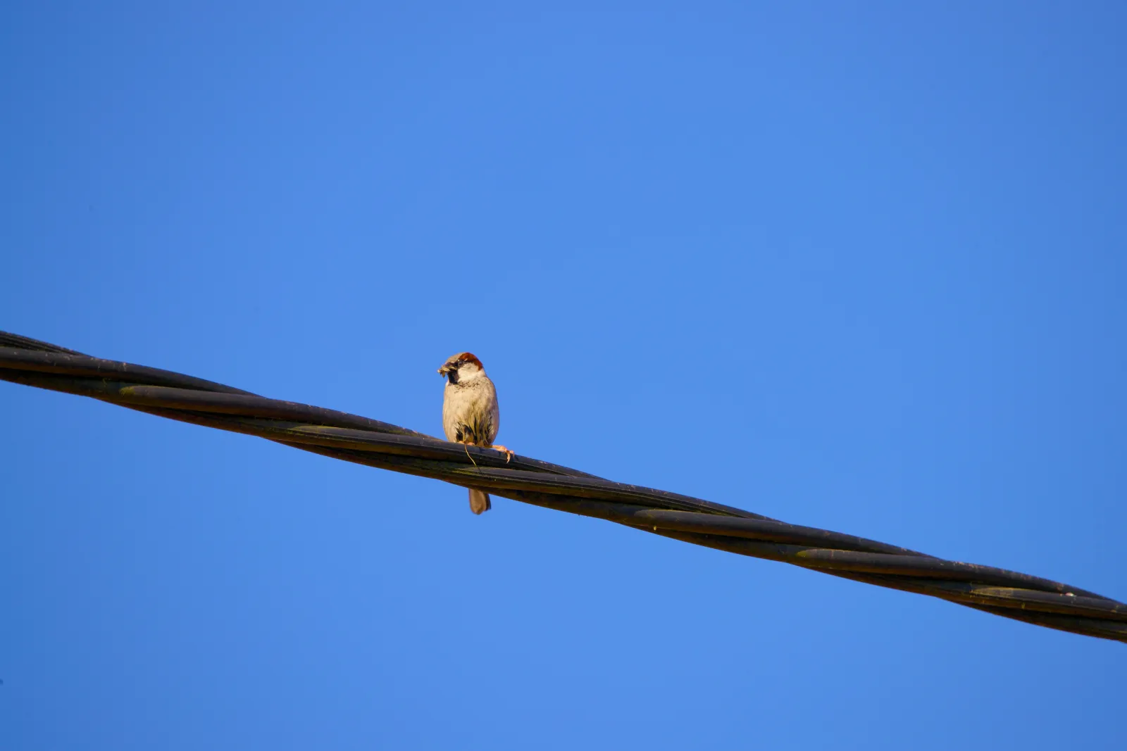 A male house sparrow perched on power lines with an insect in its beak against a clear blue sky