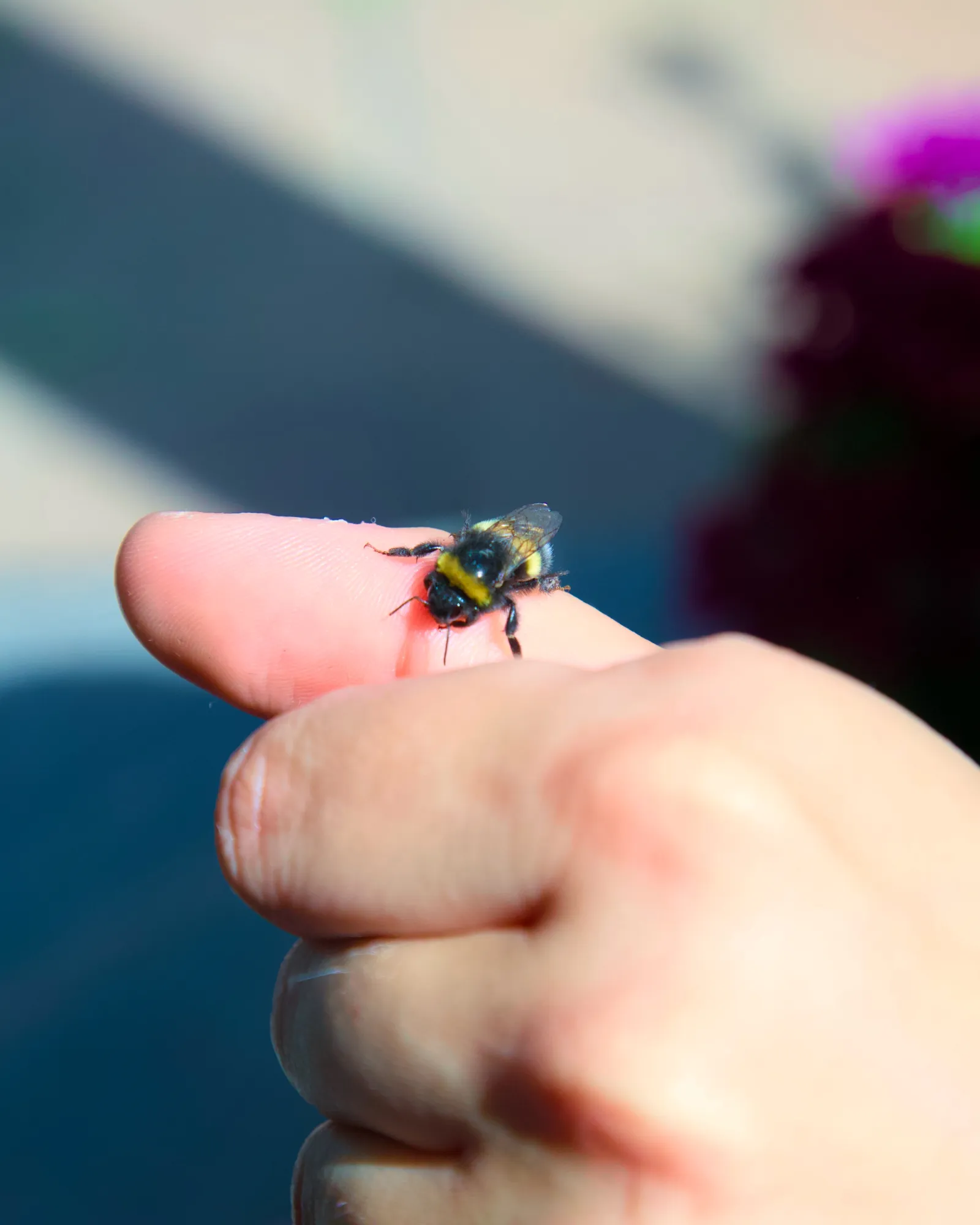 A bumblebee resting on a fingertip, a purple flower blurred behind