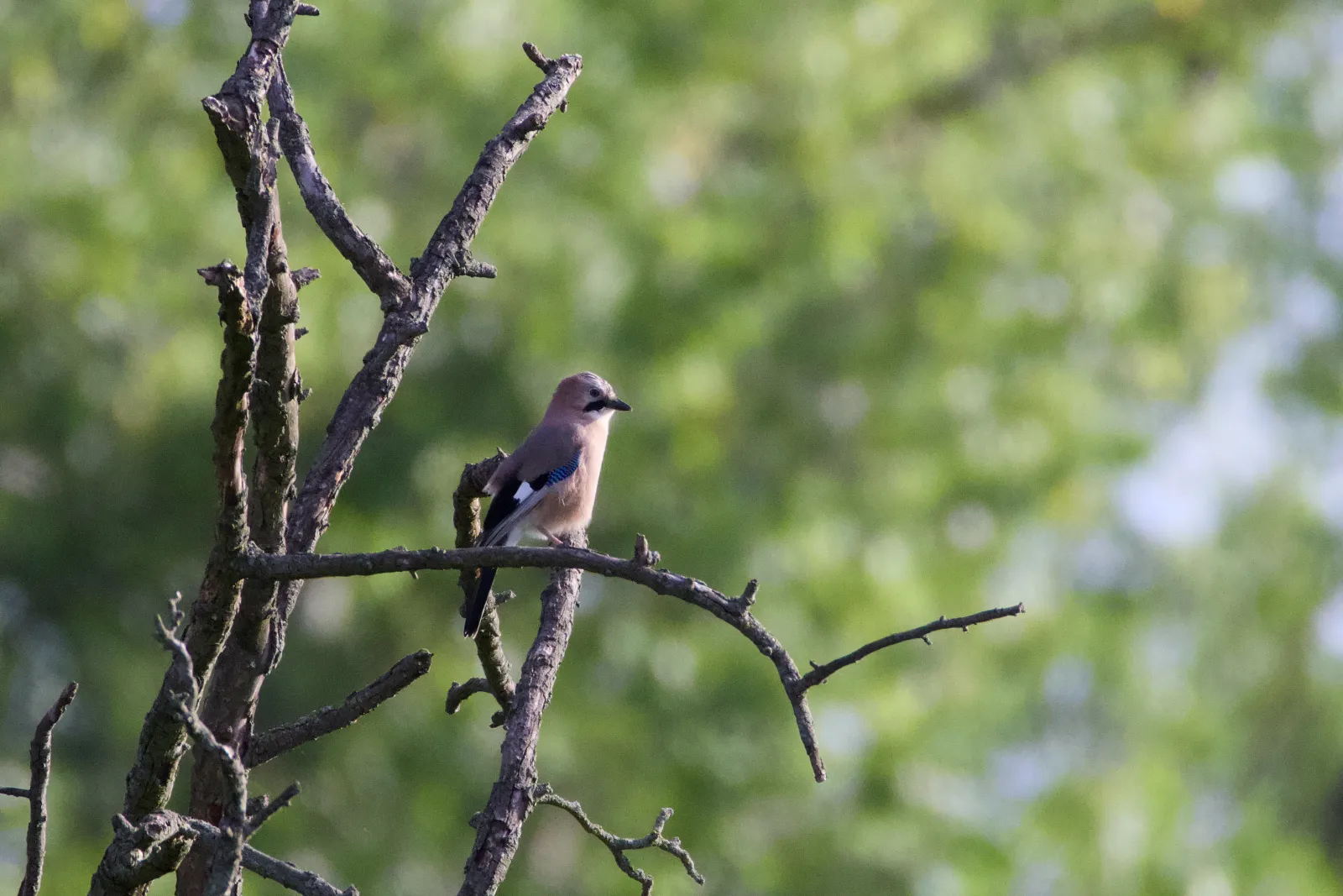 Eurasian jay on a dead branch