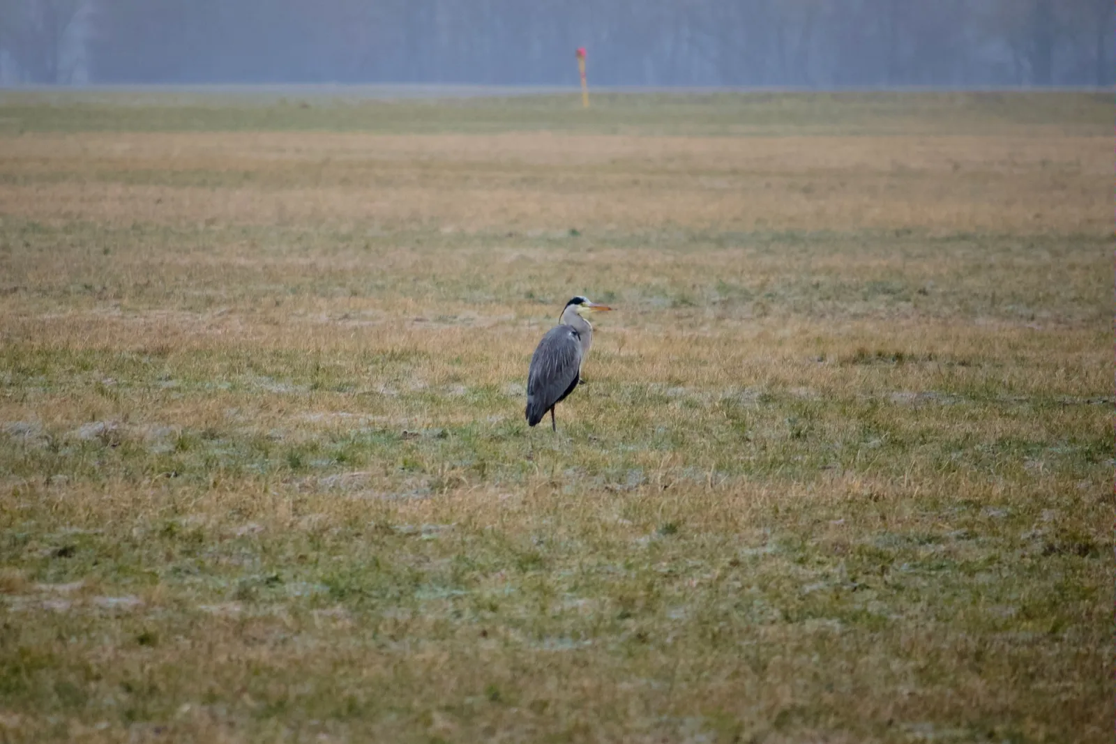 Heron