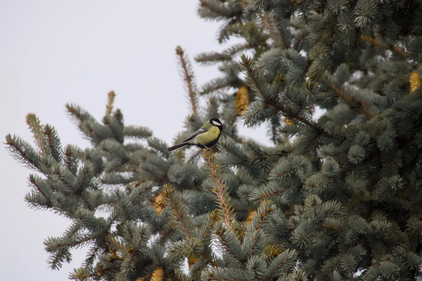 Great tit