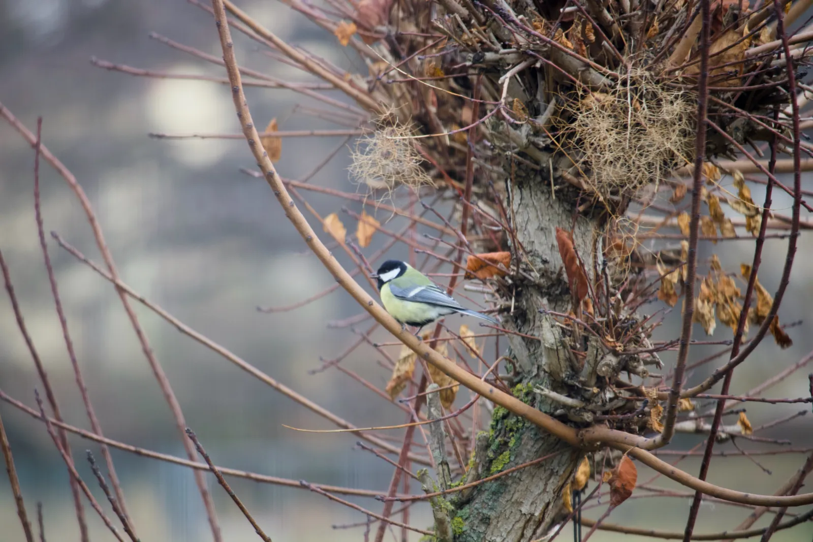 Great tit