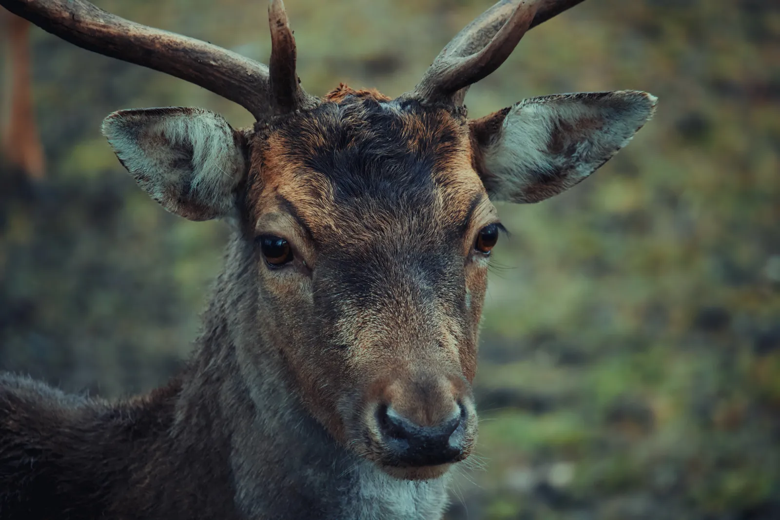 Deer