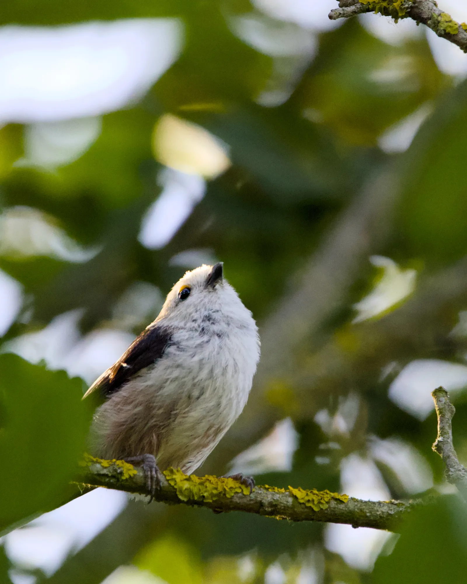 Long-tailed tit perched on a lichen-covered branch, looking up