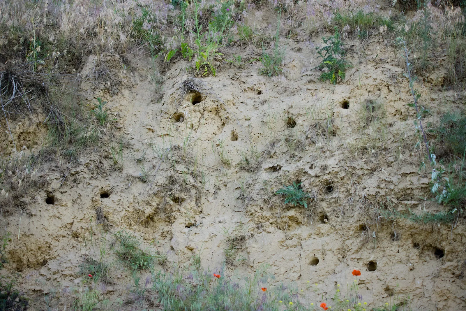 Sandy bank riddled with bee-eater nest holes, poppies at the base