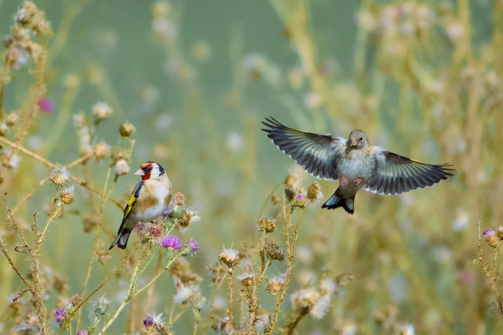 Adult and juvenile European goldfinch on thistles