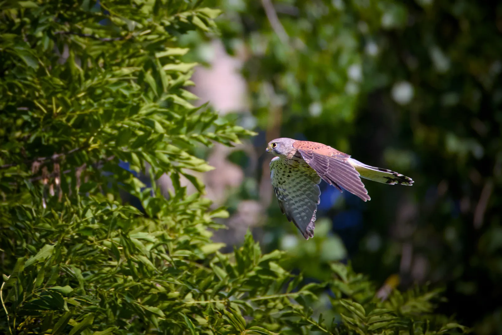 Common kestrel in flight past a tree