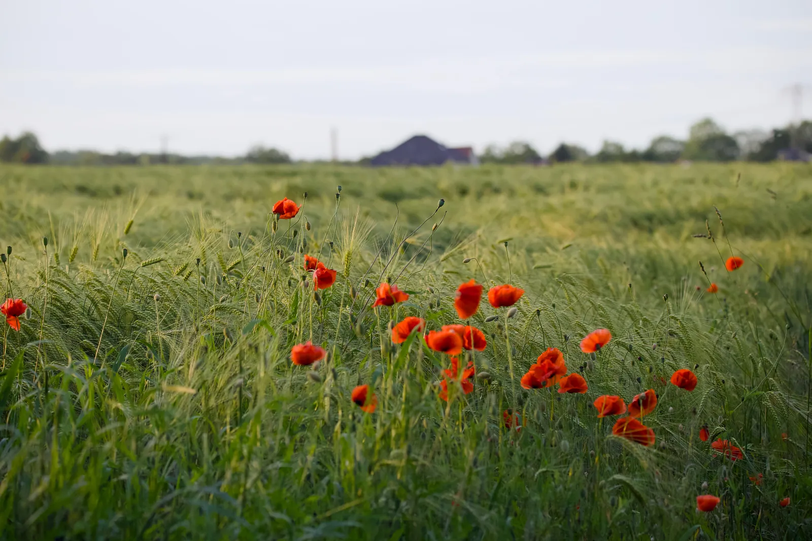 Red poppies in a green grain field at dusk