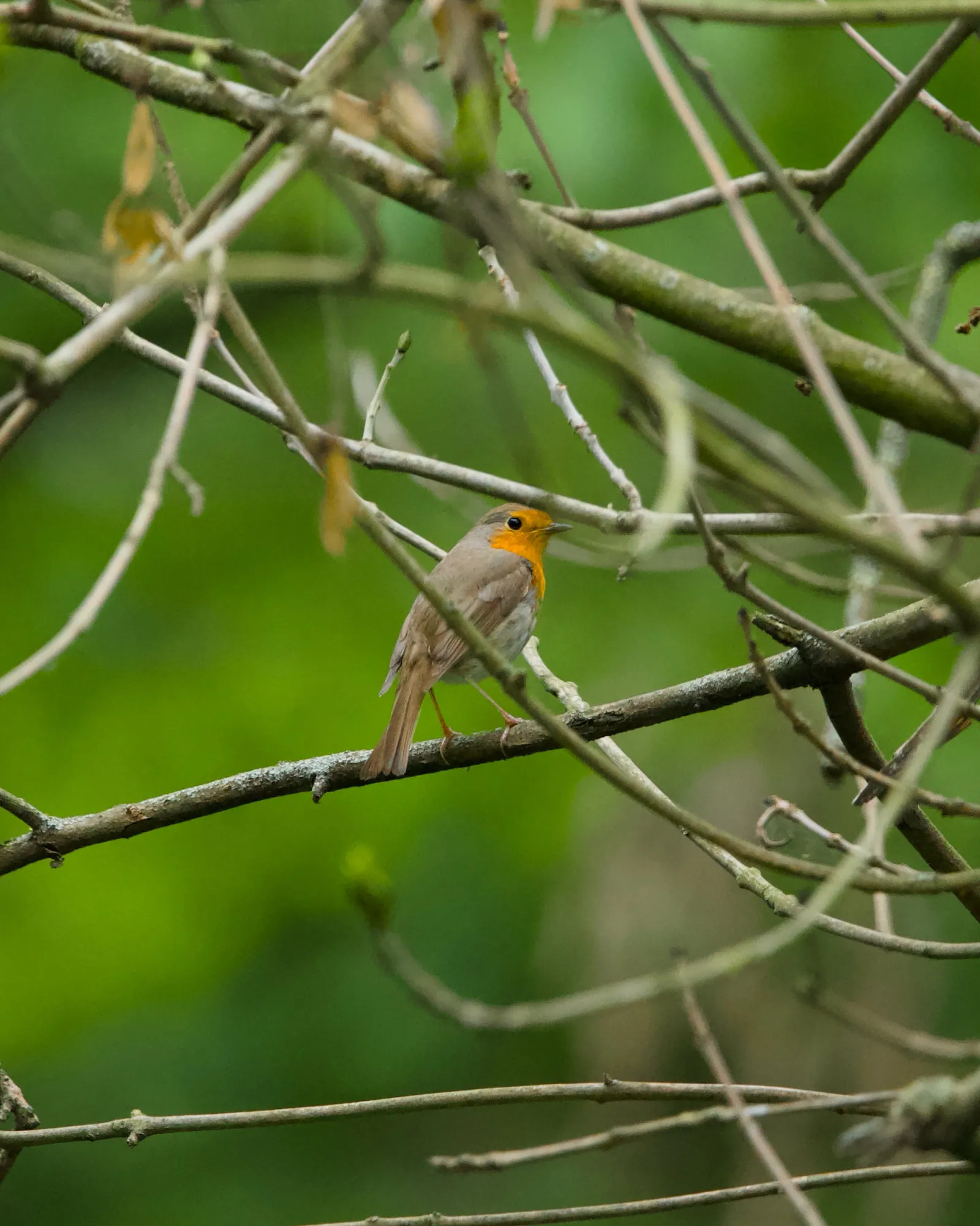 A European robin perched on a bare branch, soft green background