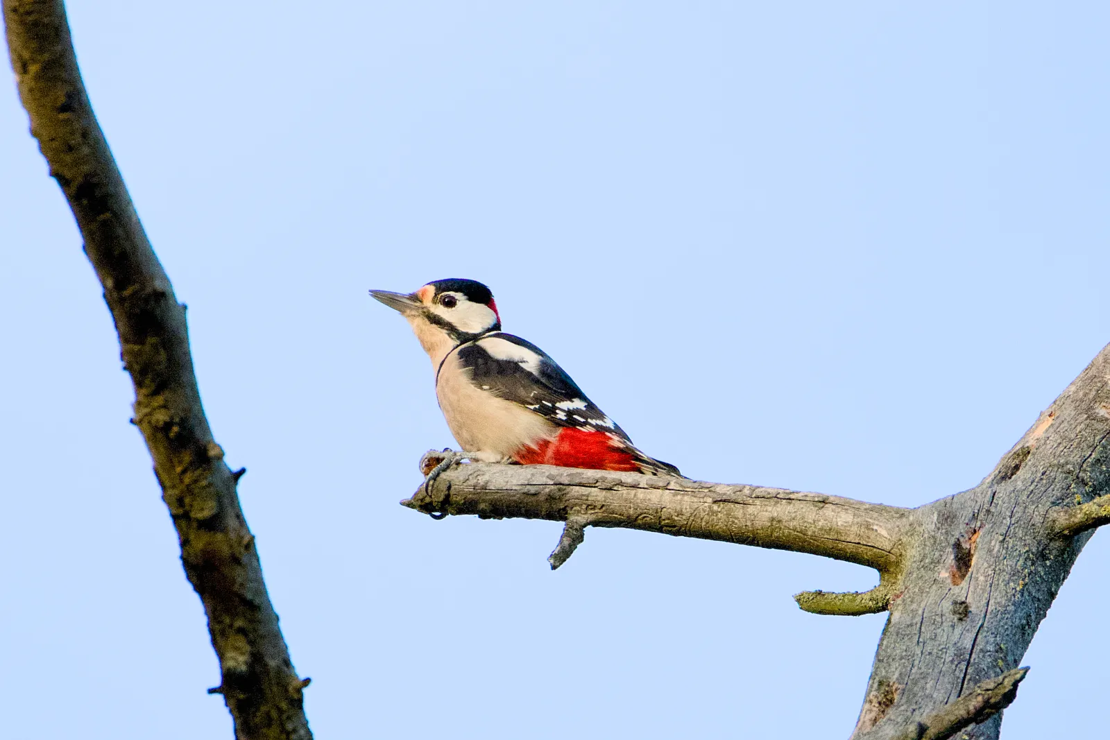 Male great spotted woodpecker on a dead branch