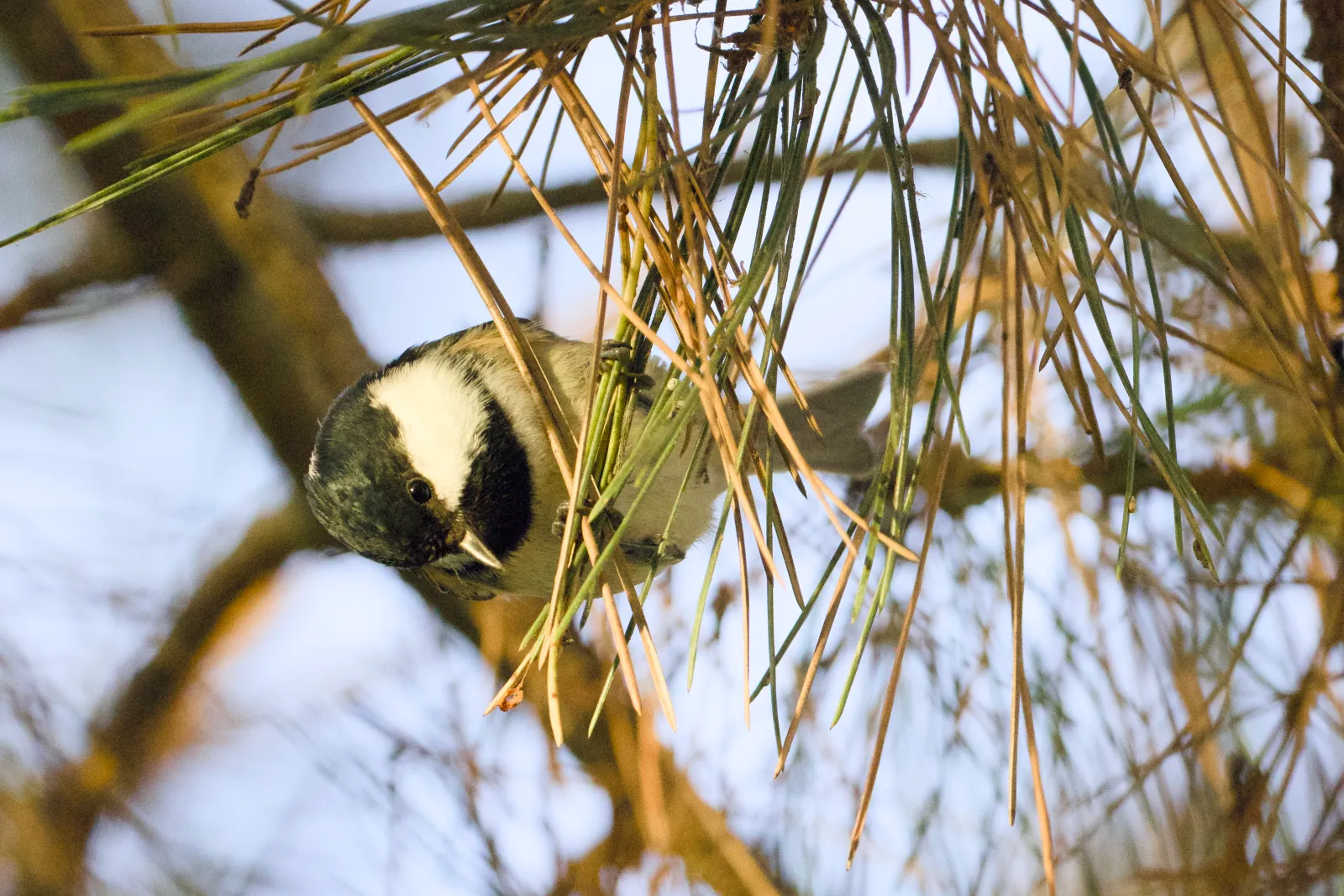 Coal tit hanging in pine needles